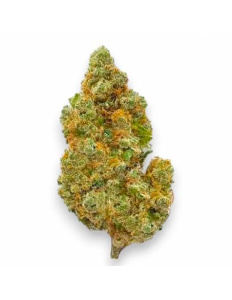 Fleurs CBD Jessydro Indoor Hydro de la marque Le CBD du Chef