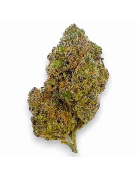 Fleurs CBD Gustav Hydro Indoor de la marque Le CBD du Chef